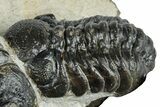 Pair Of Austerops Trilobite - Visible Eye Facets #254547-3